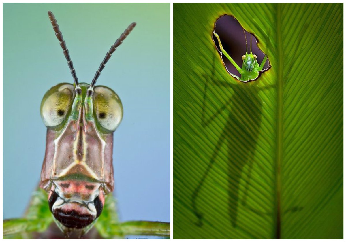 Рот кузнечика