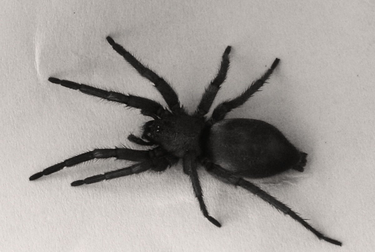 Большой черный паук