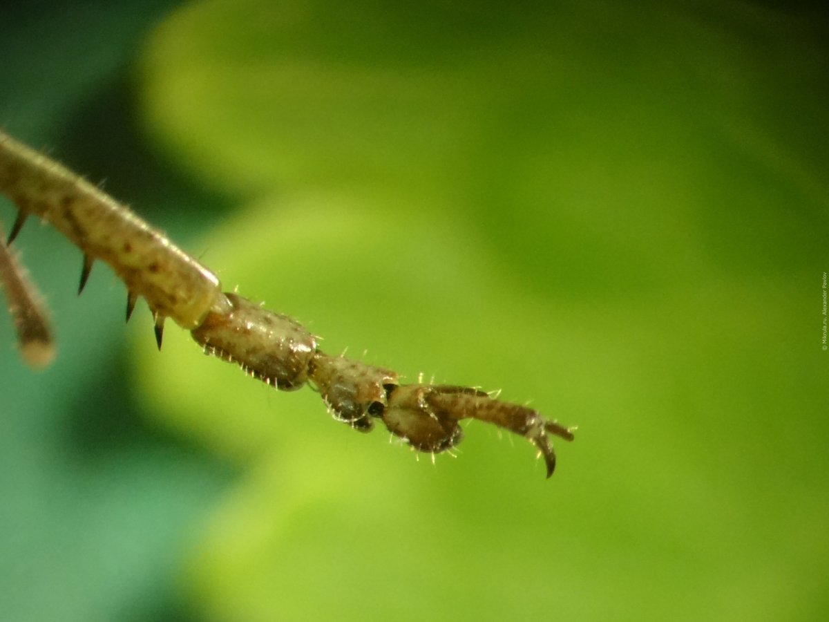 Лапы кузнечика