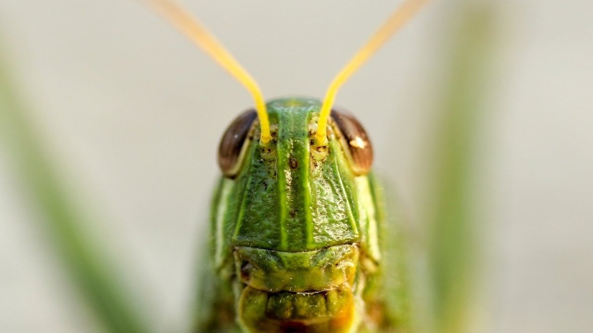 Сверчок под микроскопом