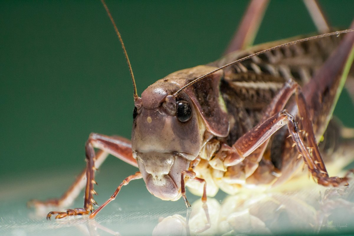 Саранча зубы