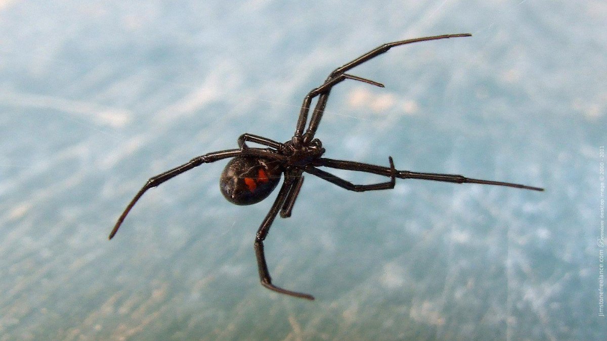 5279 Hansa паук черная вдова