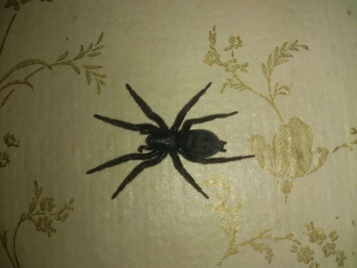 Черный домашний паук