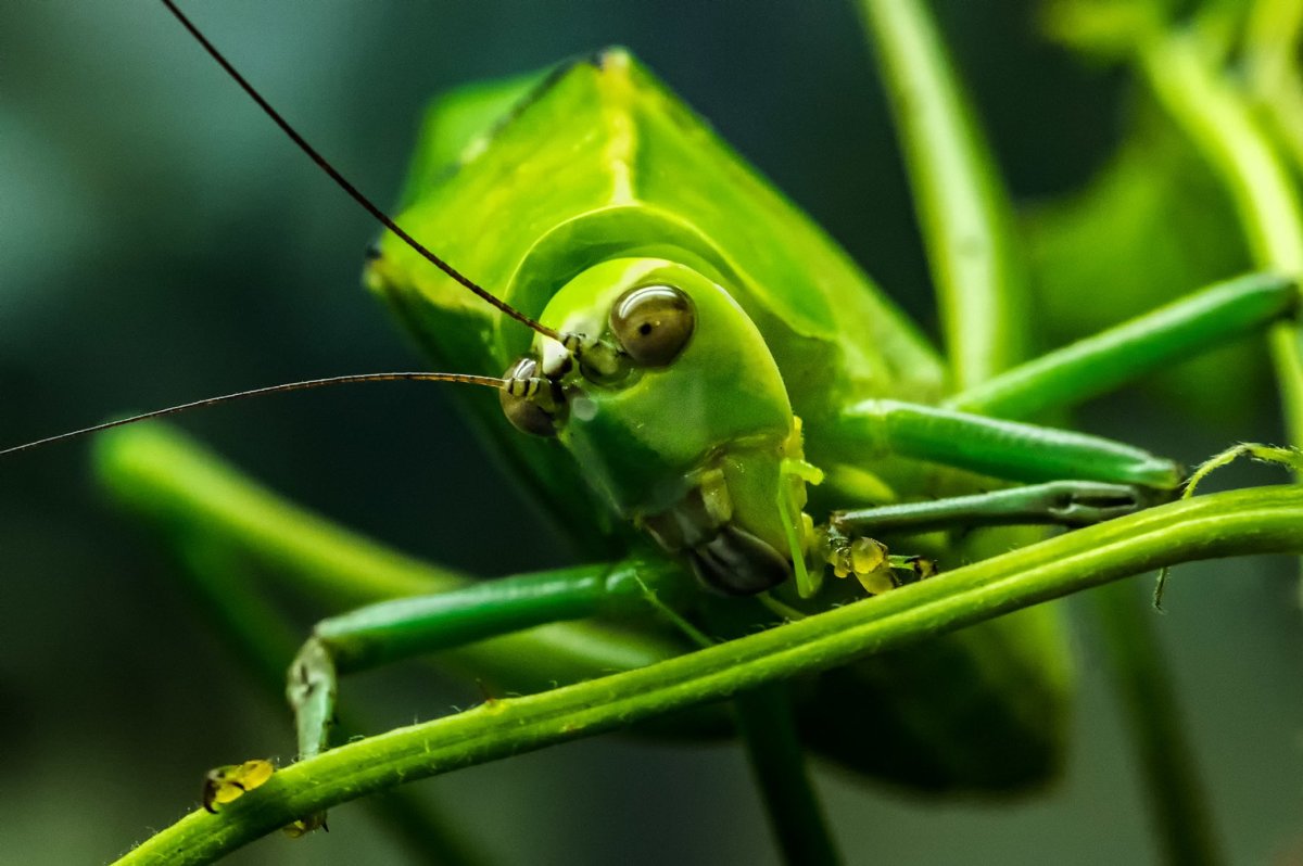 Кузнечик макро