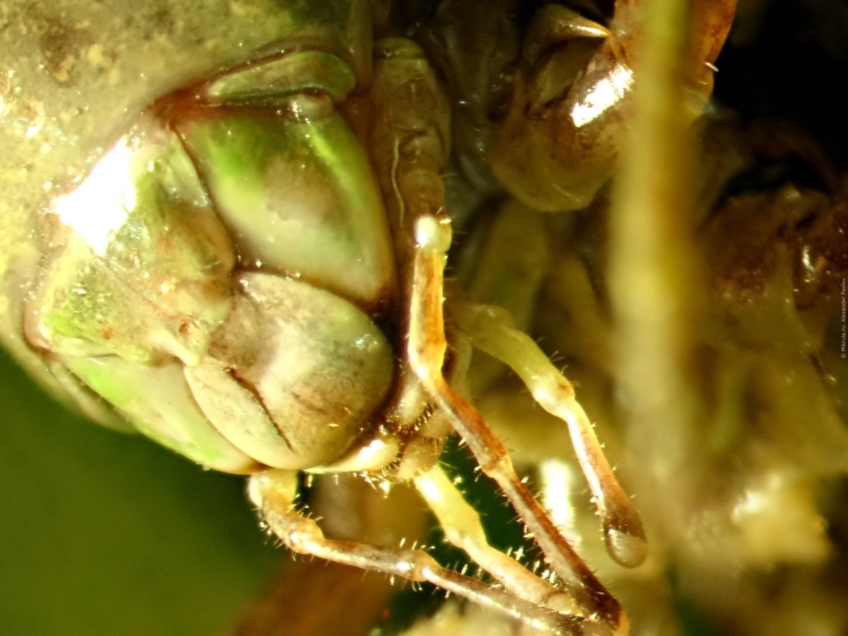 Сверчок под микроскопом