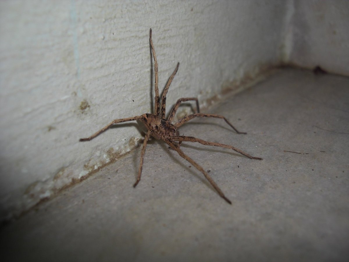 Огромные пауки в Чернобыле