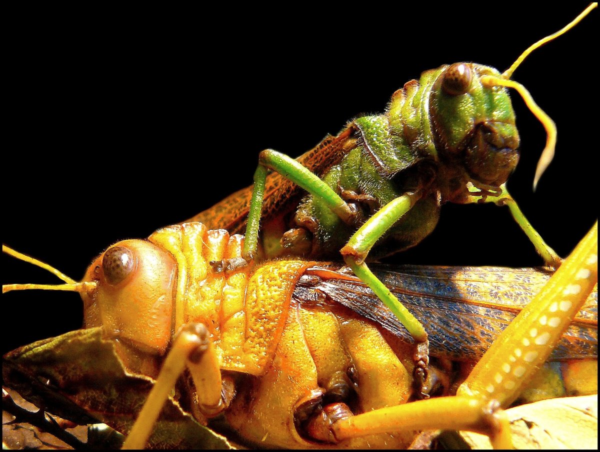 Саранча, кузнечик, Оса