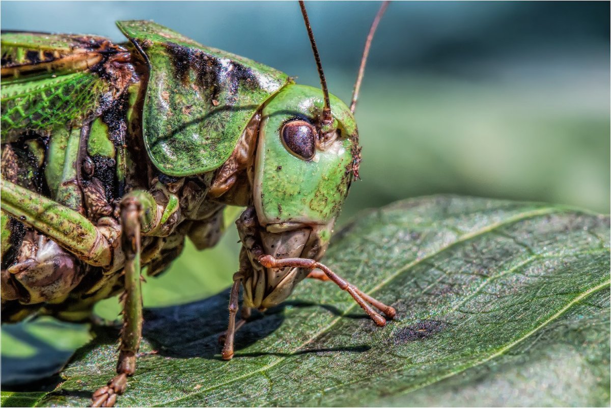 Саранча морда