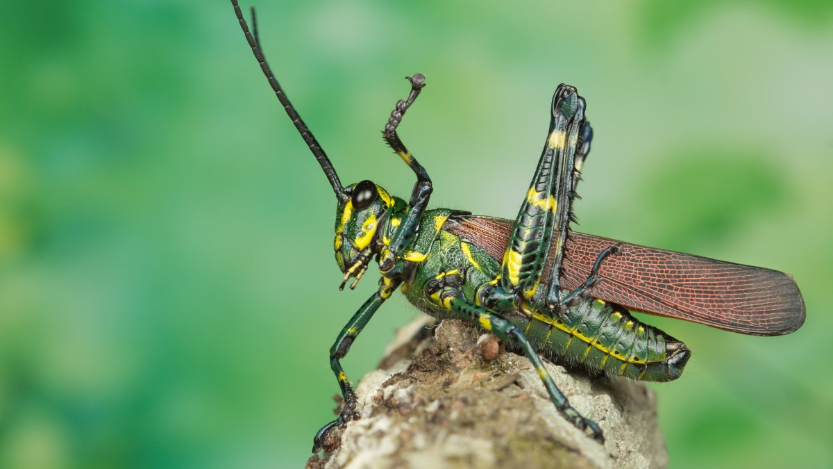 Кузнечиков Warramaba Virgo