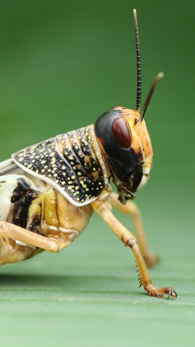 Личинка кузнечика