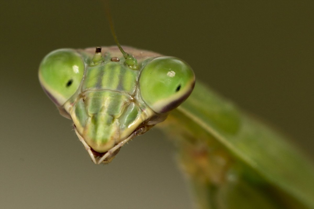 Жвалы богомола