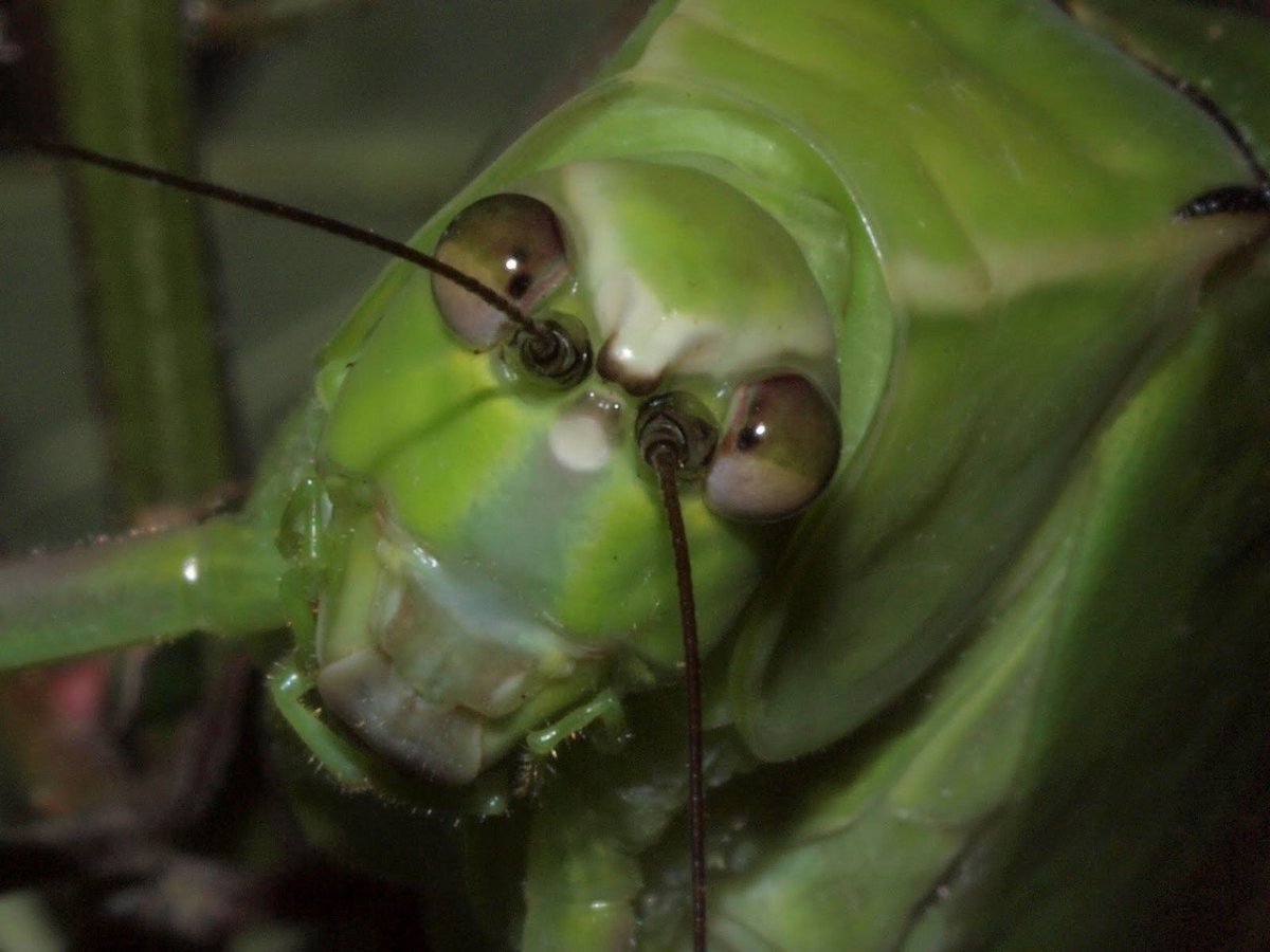 Нефритовый Пластинокрыл кузнечик