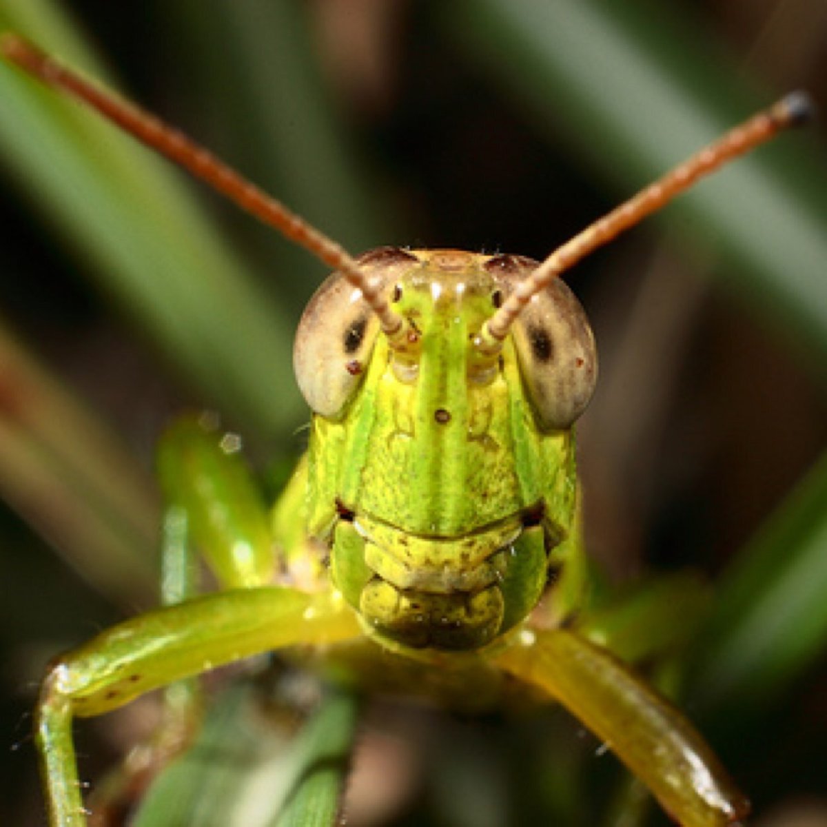 Морда кузнечика