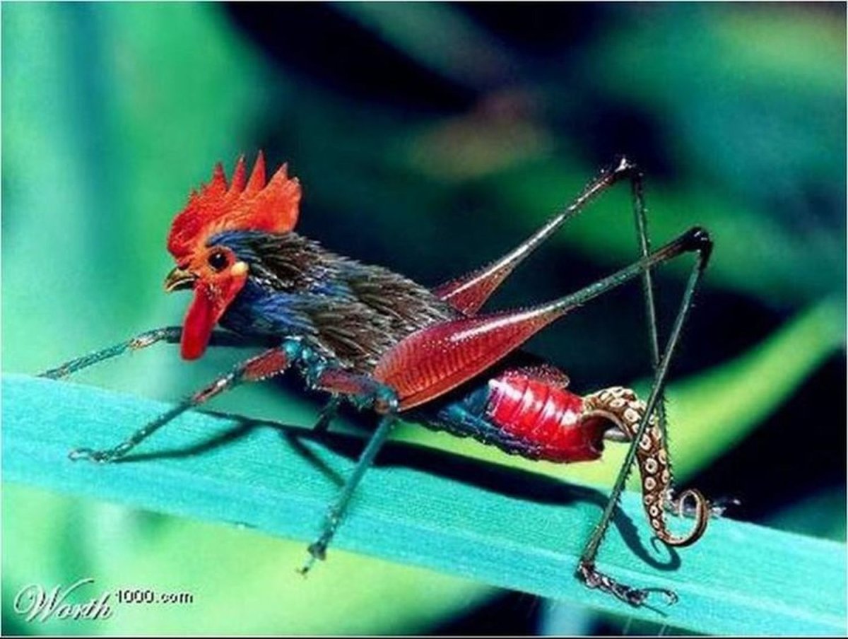 Кузнечик прикол