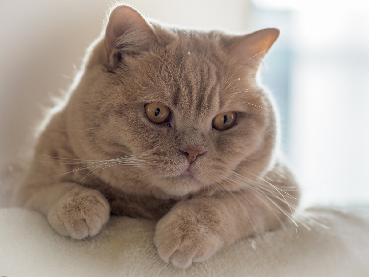 Бритиш Шортхэйр персиковый