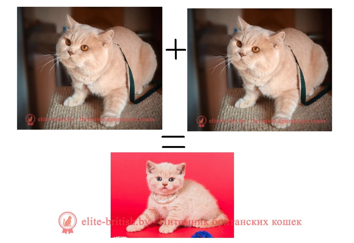 Британская элита