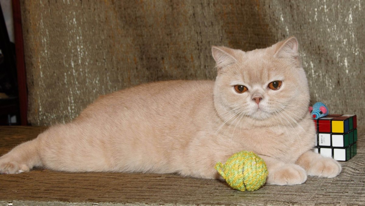 Британская короткошерстная кремовый табби