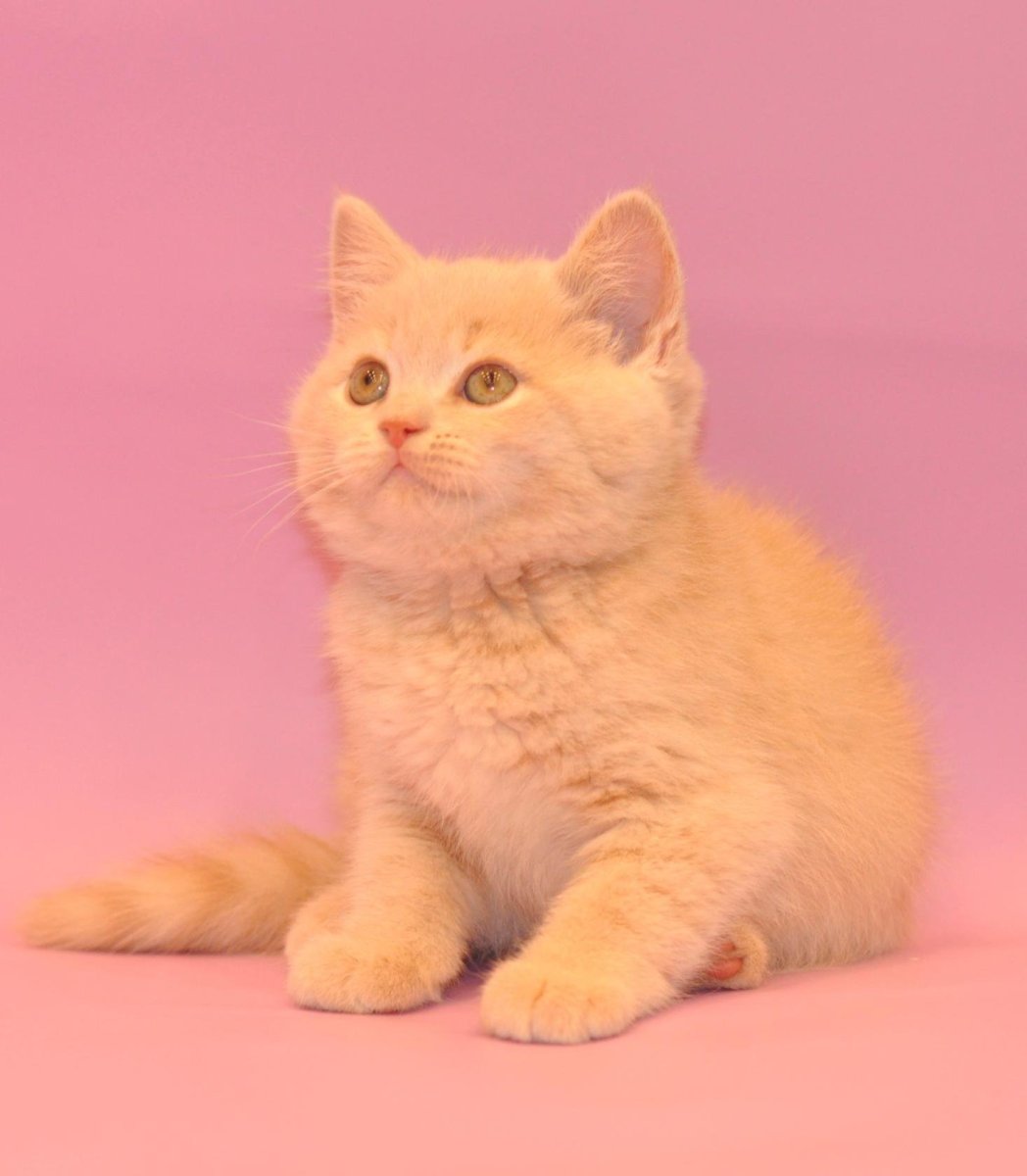 Скоттиш страйт рыжий