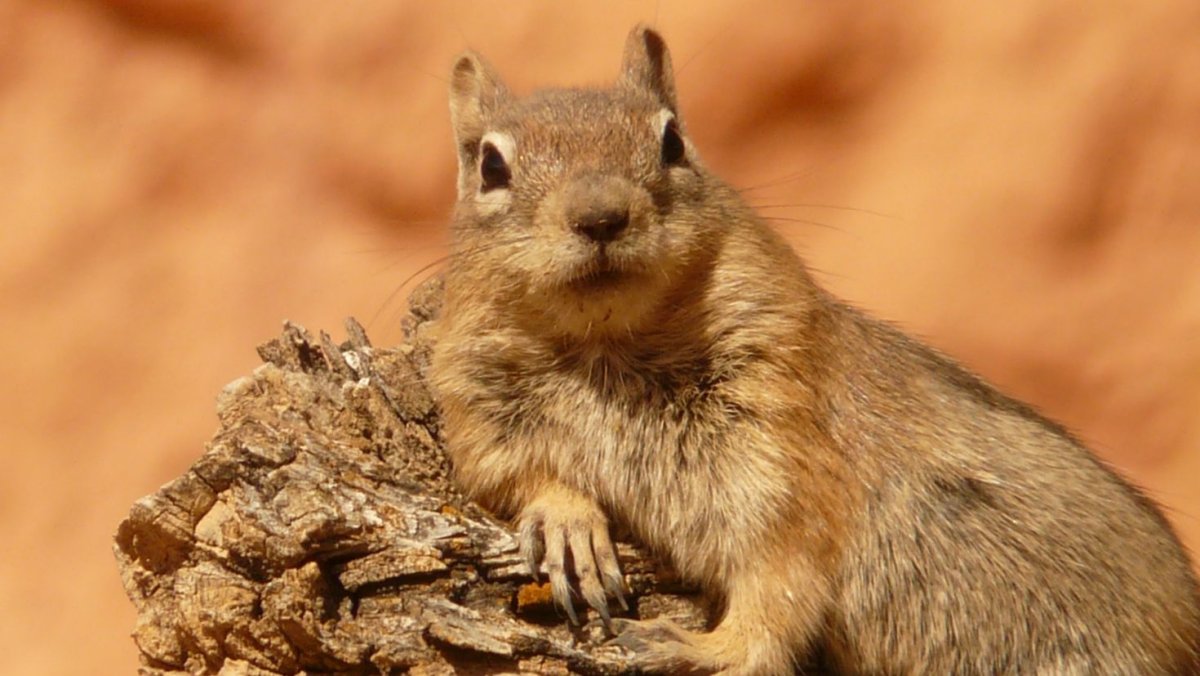 Восточноамериканский бурундук