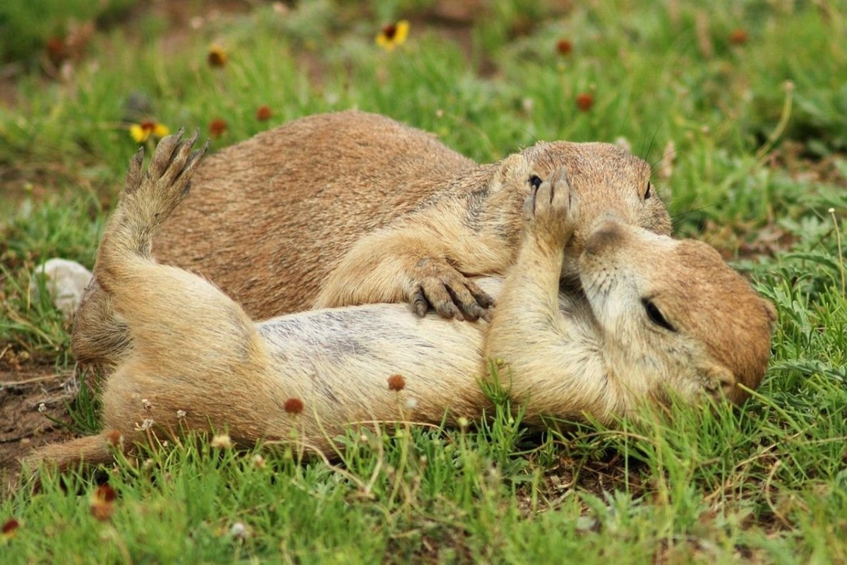 Спящие суслики