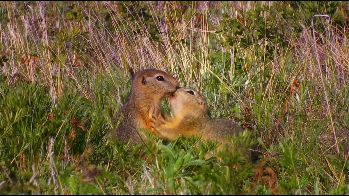 Святые суслики
