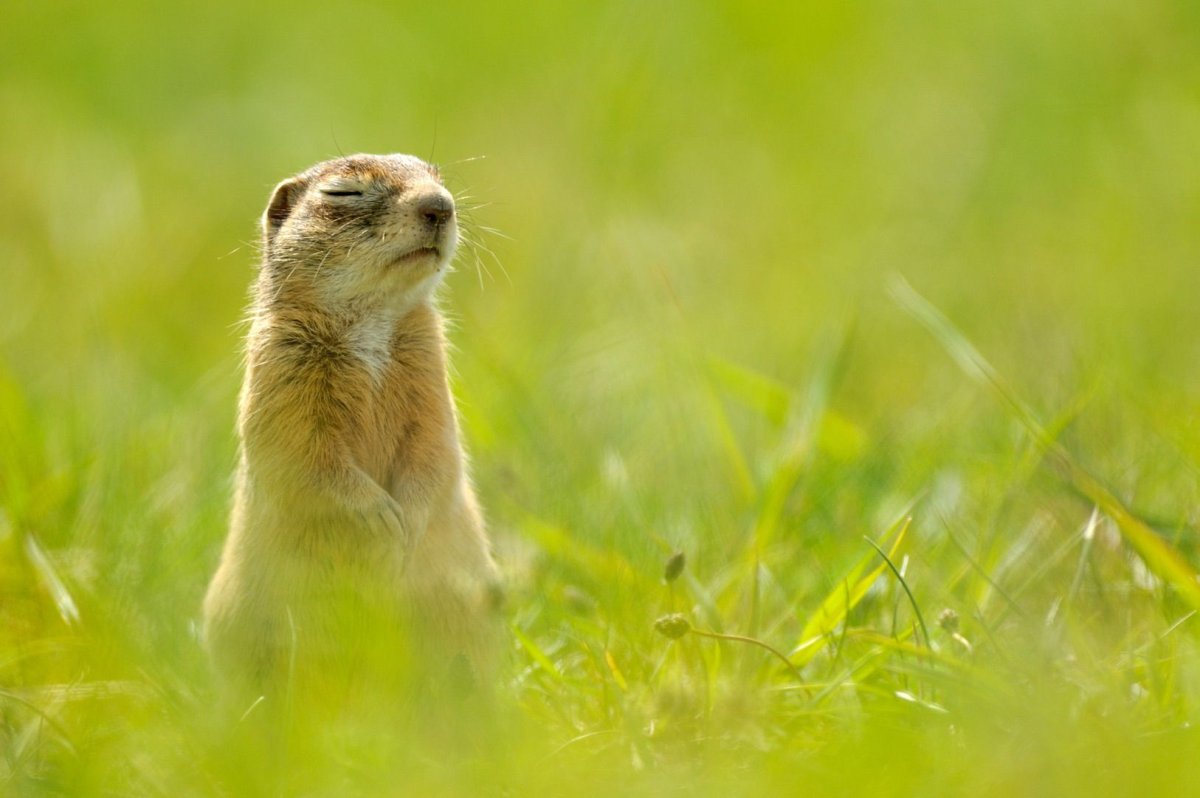 Спящие суслики