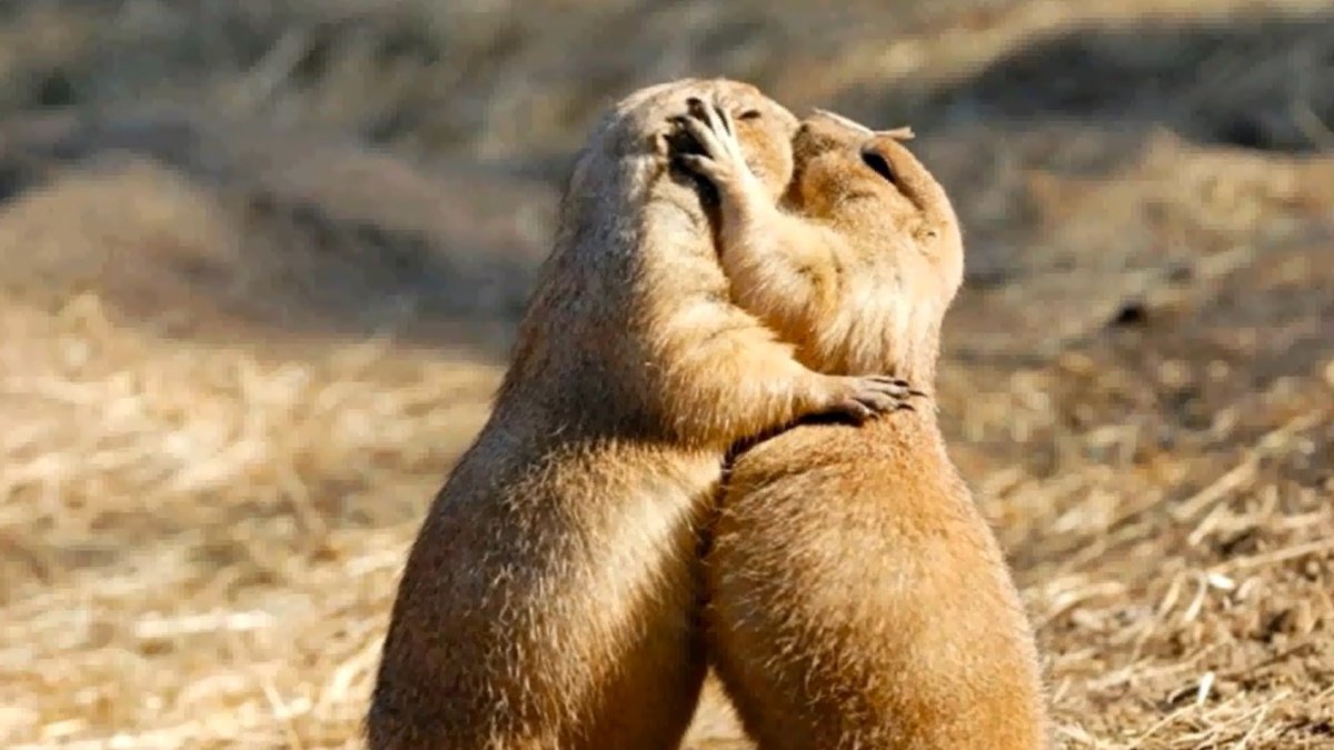 Суслик влюбленный