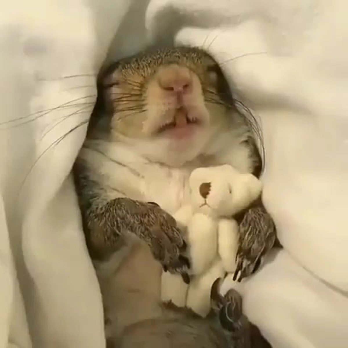 Суслик спит