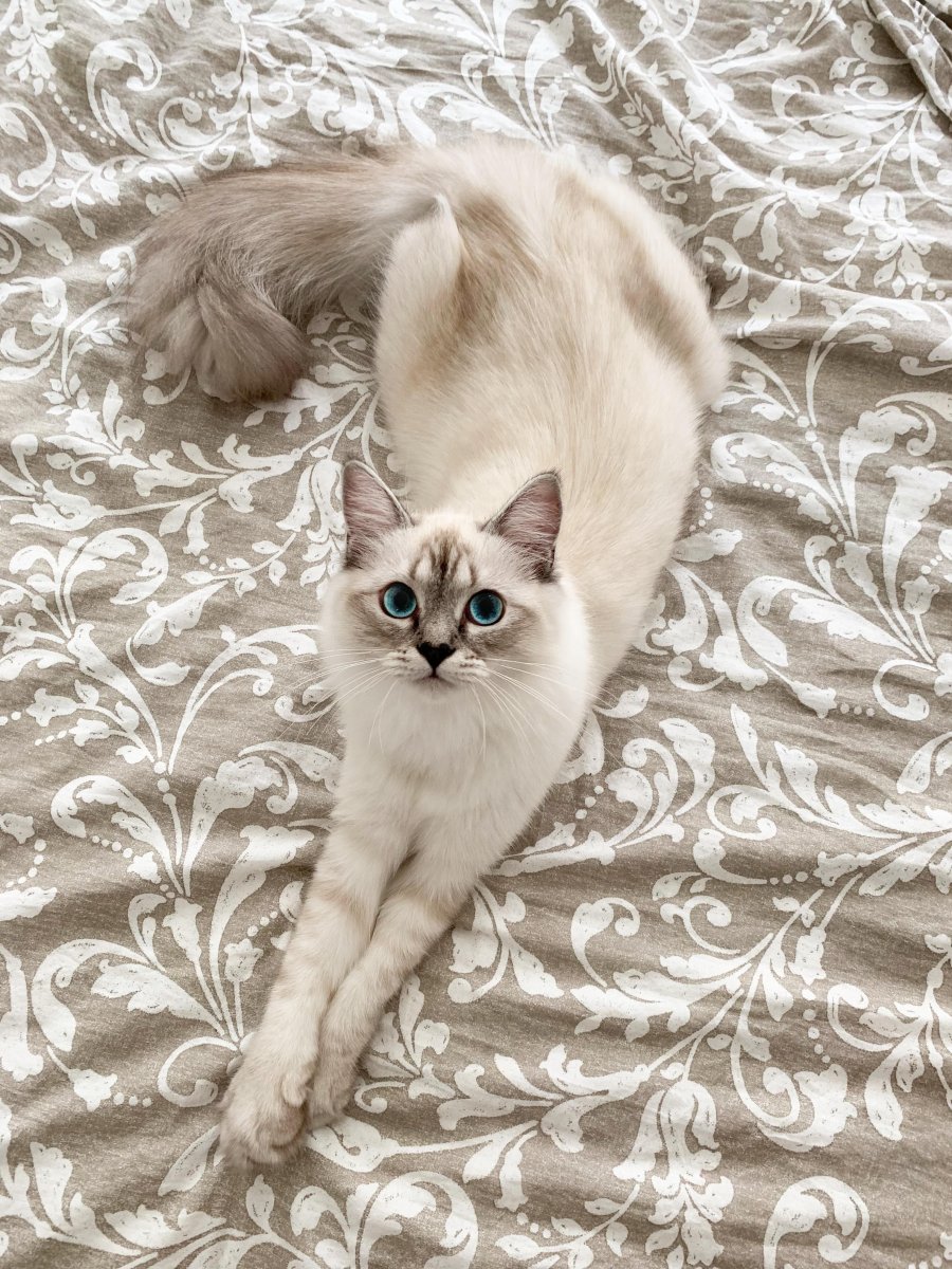 Бежевая кошка