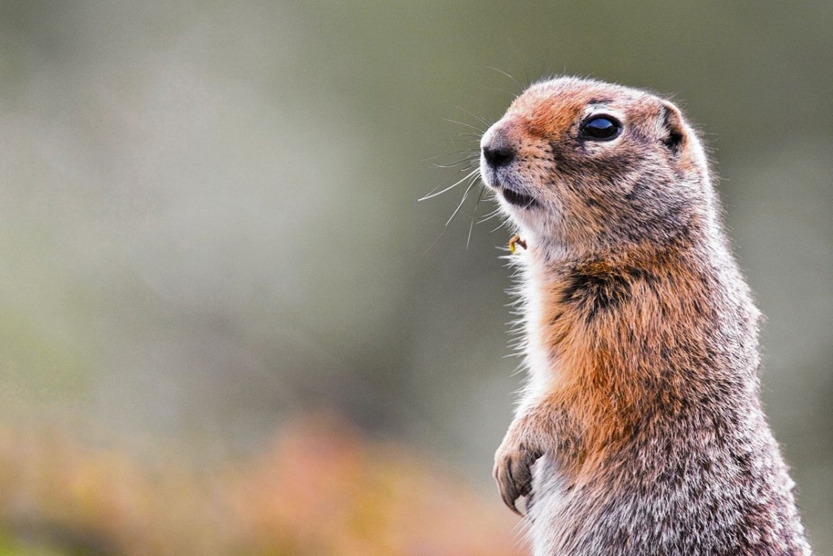Арктическая Земляная белка