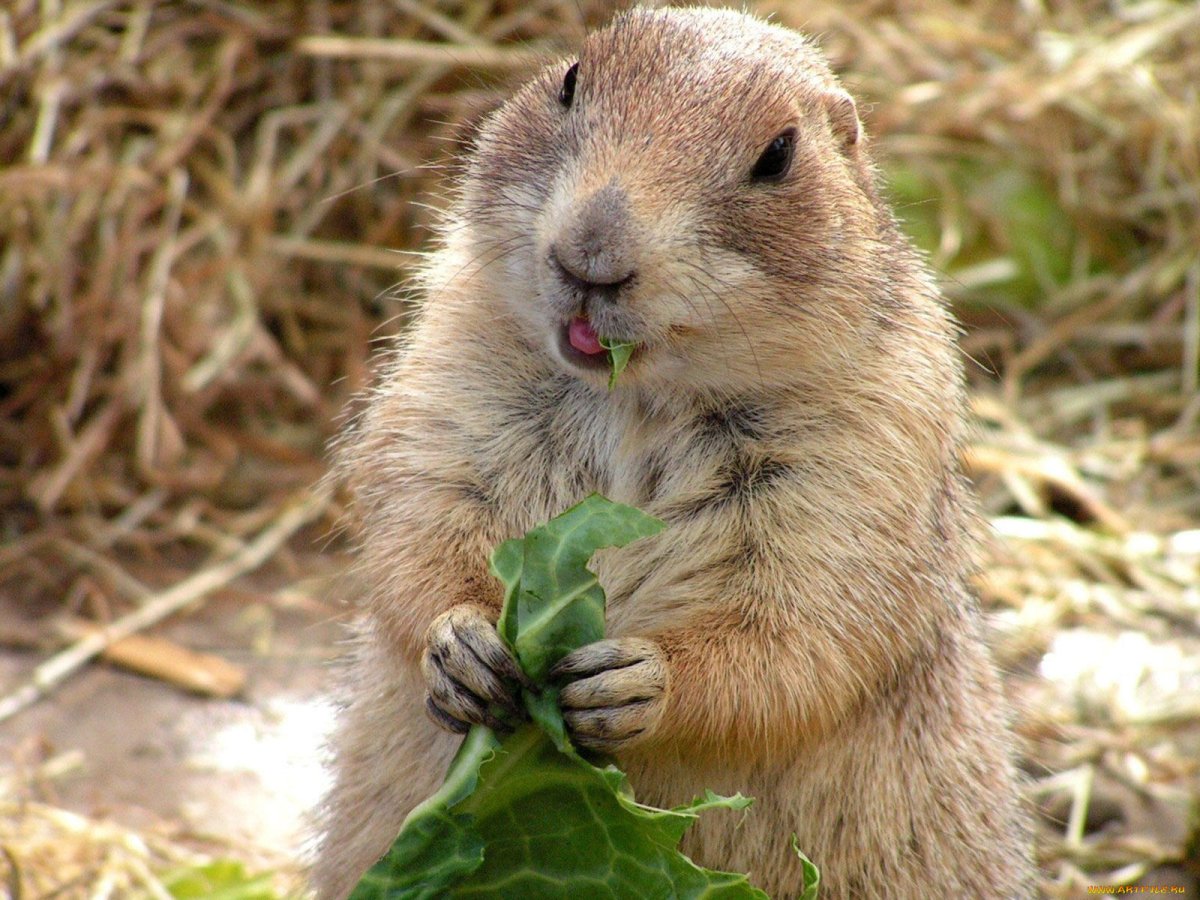 Суслик метал Фэмили