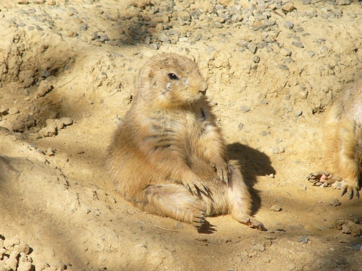 Спящие суслики
