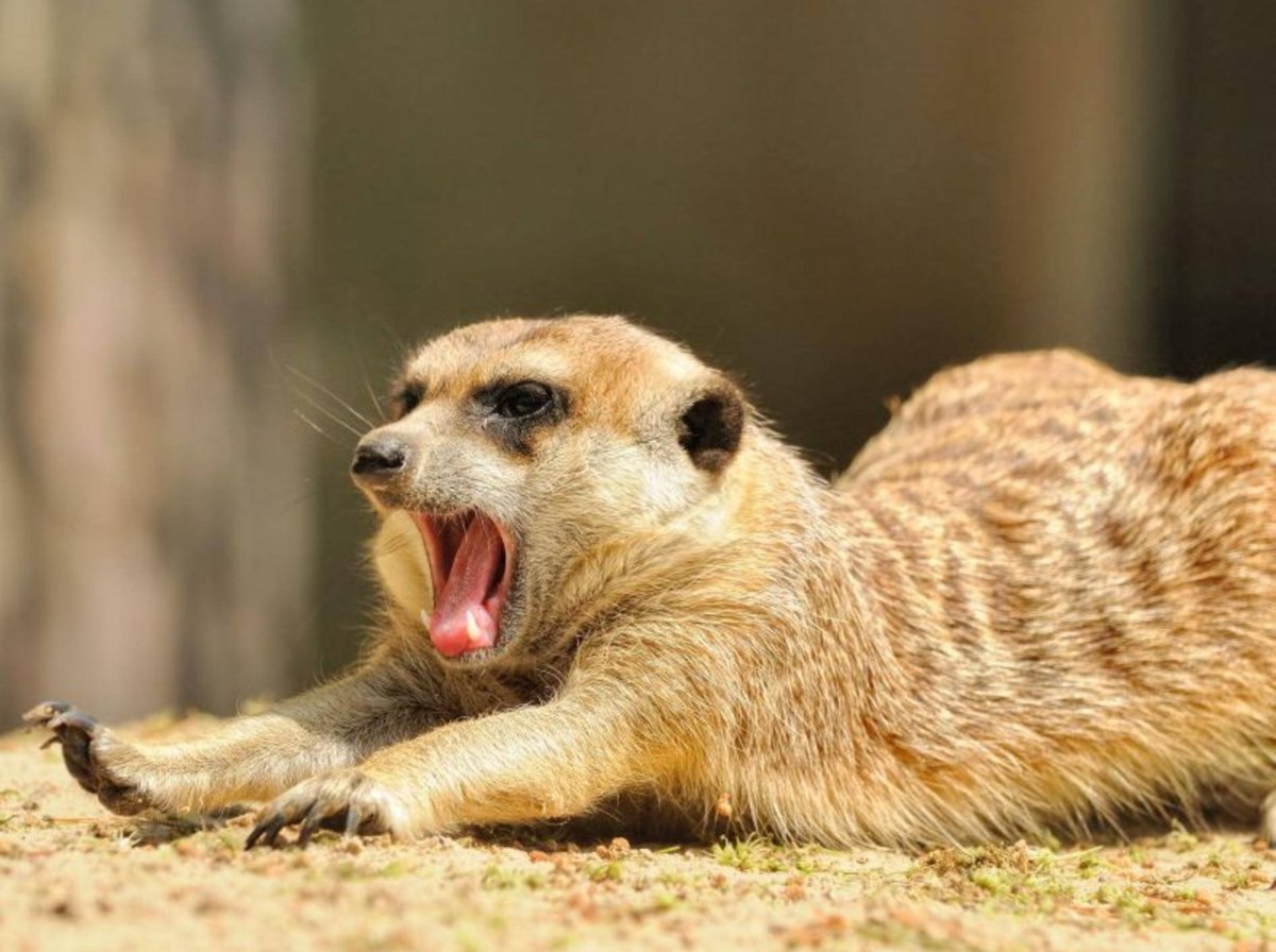 Суслик зевает