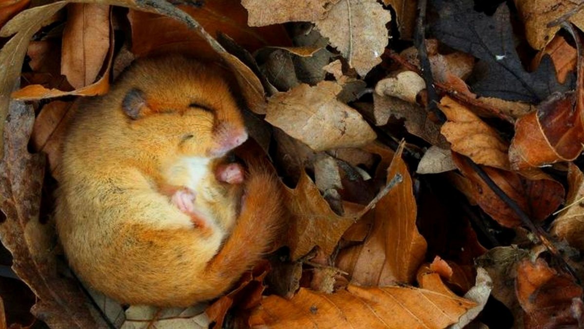 Орешниковая Соня в Нижегородской области