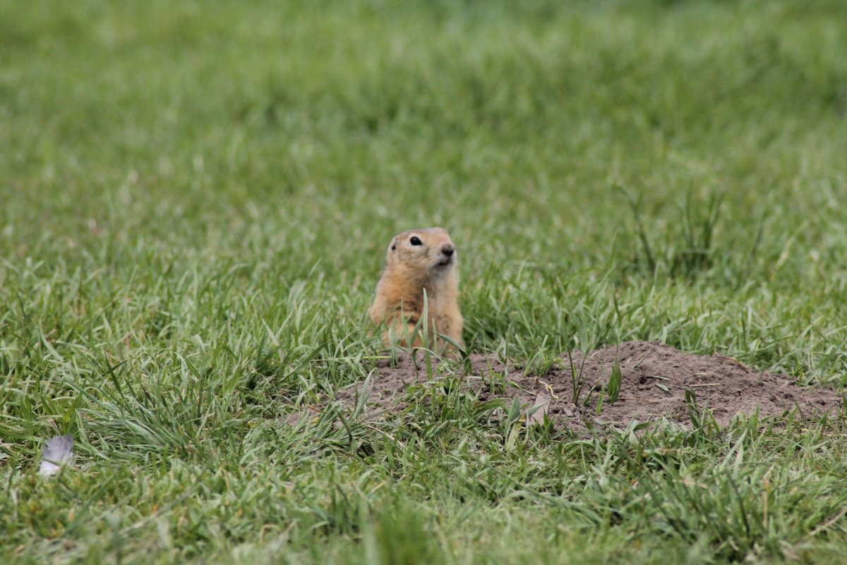 Сонный суслик