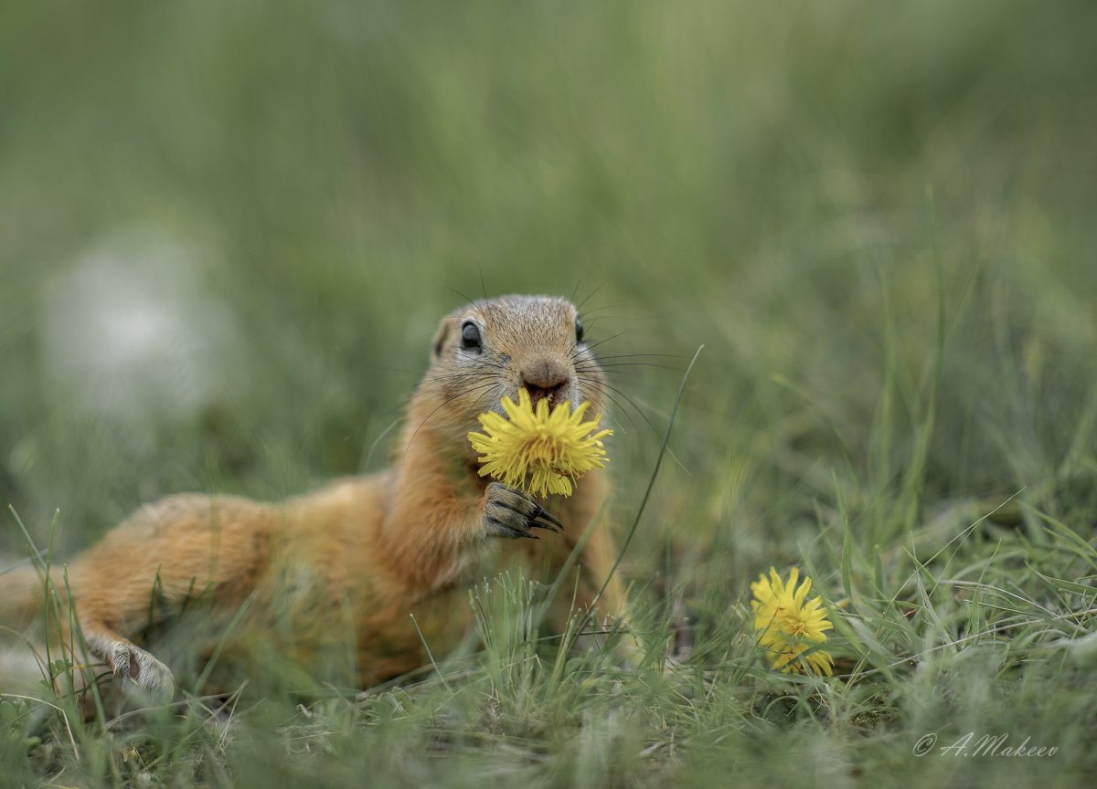 Суслик в поле