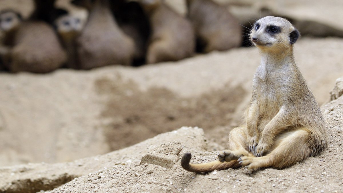 Billy the Meerkat animals United