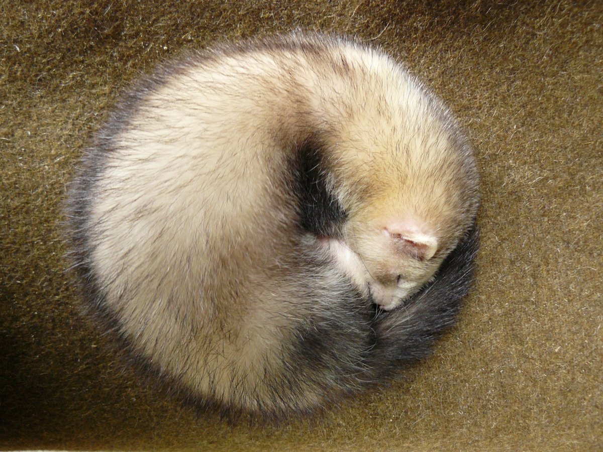 Спящие хорьки