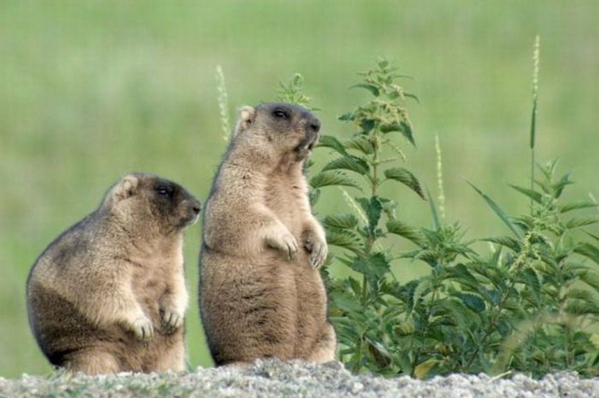 Суслик Байбак