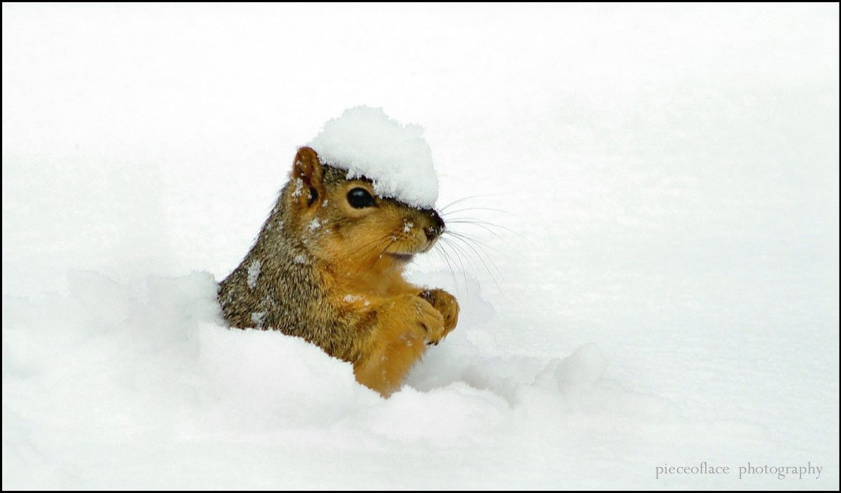 Сурок зимой