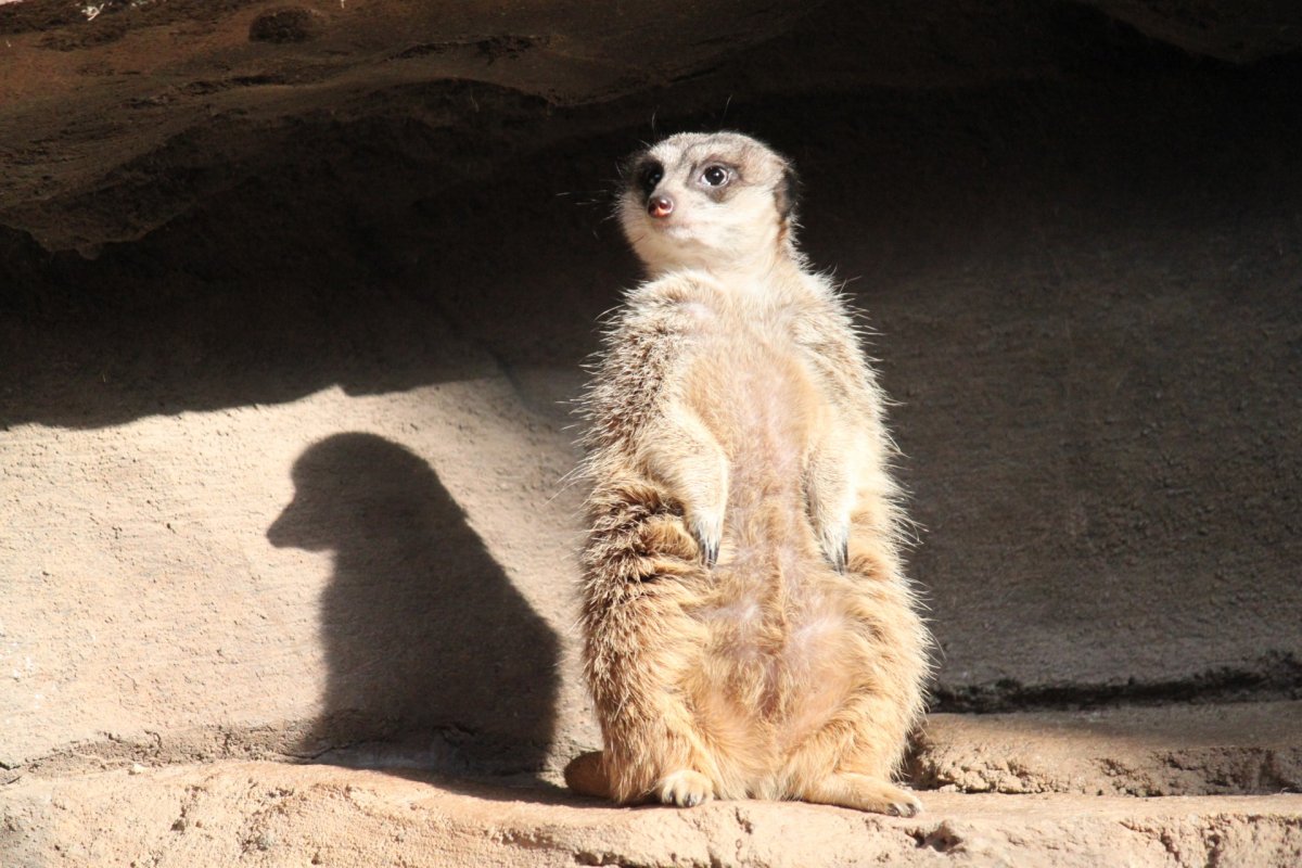 Сурикат на солнце