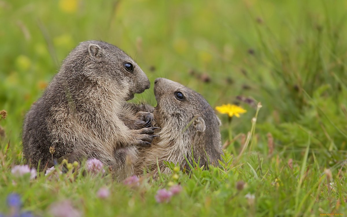 Суслик и сурок