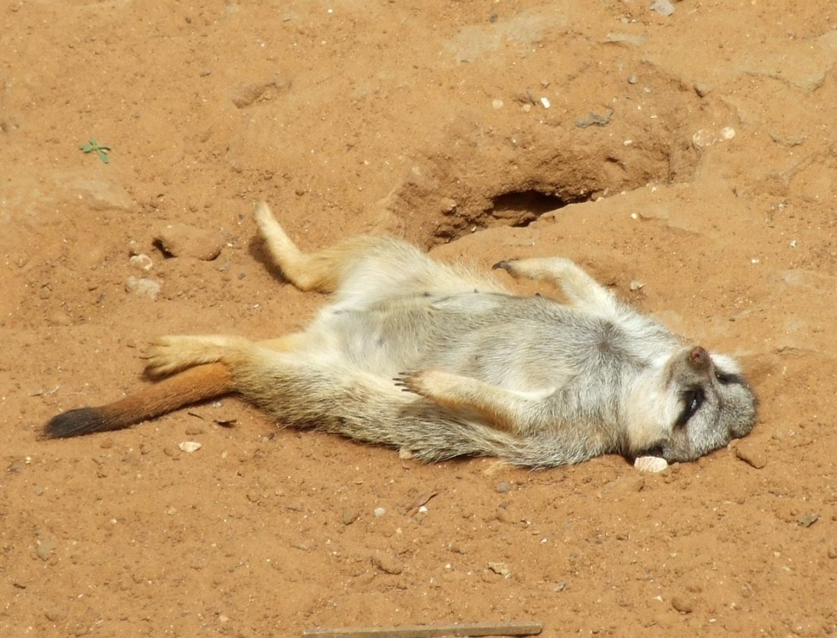 Спящие суслики