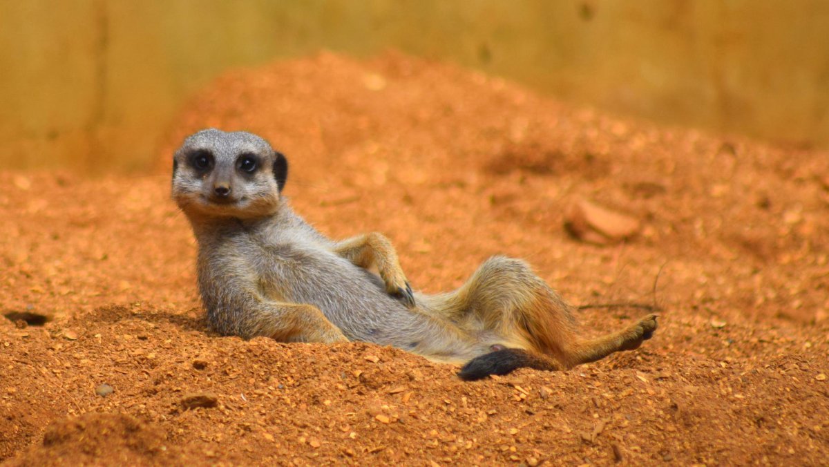 Сурикаты National Geographic