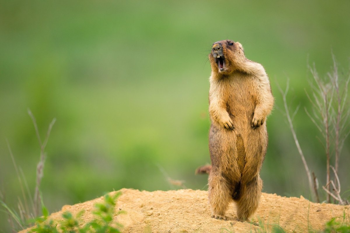 Суслик Байбак
