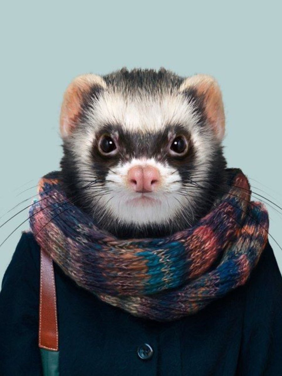 Забавные хорьки