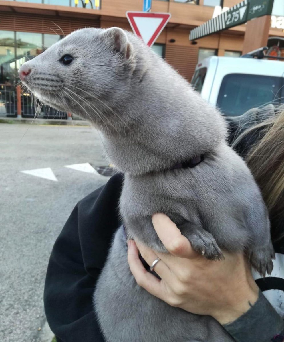 Американская голубая норка