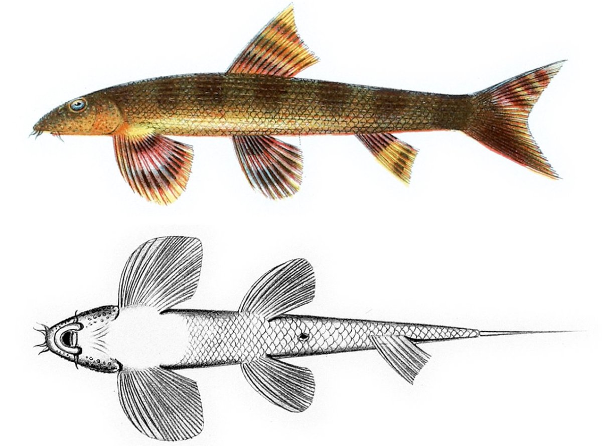 Вьюн обыкновенный рыба