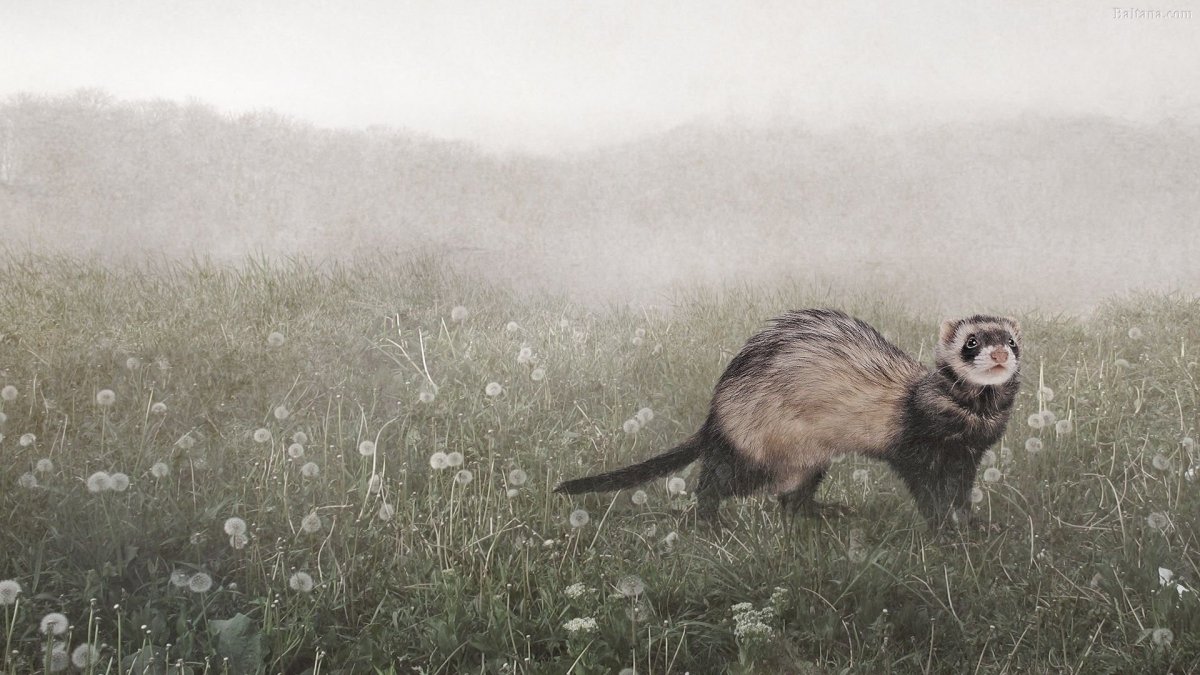 Хорёк в графике