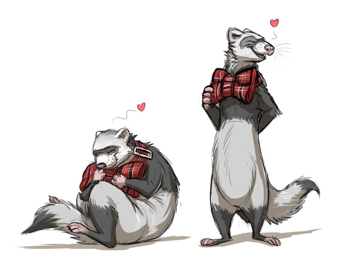 Фретка пушистый